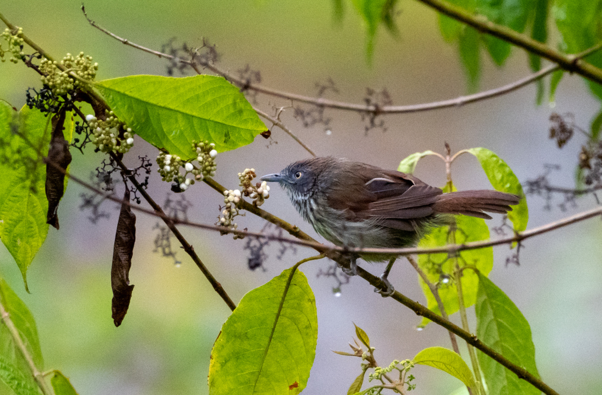 Bold striped Tit babbler
